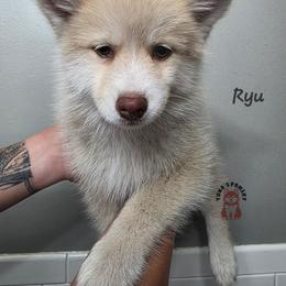 Ryu - Red and white male Pomsky puppy in Blaine, Minnesota from Yuna's Pomsky
