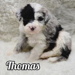 Thomas - Merle male Sheepadoodle puppy in Iowa Falls, Iowa from Sheepadoodles of Iowa