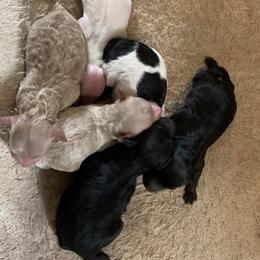 Girl 2 - Cream female Goldendoodle puppy in Haddam, Kansas from Golden B Acres