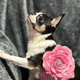 Shelby - Chihuahua