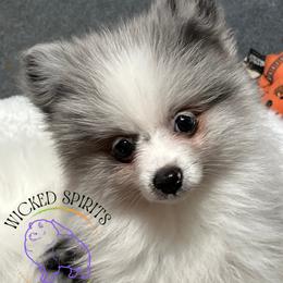 AKC BATMAN - Blue merle male Pomeranian puppy in Watkins Glen, New York from Wicked Spirits Pomeranians