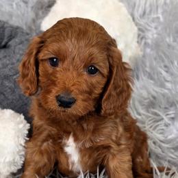 Taurus - Red  male Goldendoodle puppy in Syracuse, Utah from Just Doodling Dogs