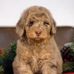 Cardamom - Brown male Bernedoodle puppy in Queen Creek, Arizona from Dulcito Doodles