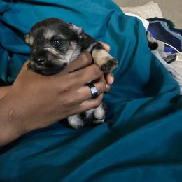 Brigsley - Black and silver male Miniature Schnauzer puppy in Little Elm, Texas from Matrix Schnauzers
