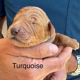 Anakin - Red  male Goldendoodle puppy in Golden, Colorado from Golden Mesa Doodles