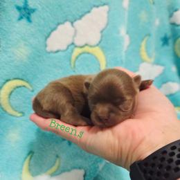 Light choc. boy - Chocolate male Chihuahua puppy in Richmond, Virginia from Breens