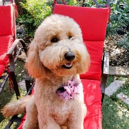 Brooklyn - Goldendoodle