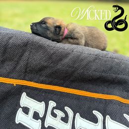 Wicked- hot pink - Fawn sable female Belgian Malinois puppy in North Carolina from Furia Ignis Belgian Malinois