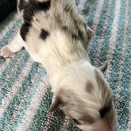 Butch - Blue merle male Australian Shepherd puppy in Monroe, Utah from Shawnkara Australian Shepherds & Miniature American Shepherds