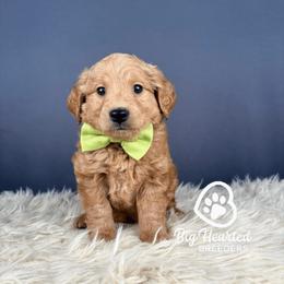 Heath - Apricot male Goldendoodle puppy in Utah County, Utah from Big Hearted Breeders