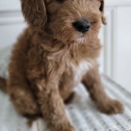 Bernedoodle and Goldendoodle Puppies from Gold Diamond Pup