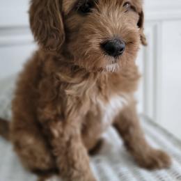 Bernedoodle and Goldendoodle Puppies from Gold Diamond Pup