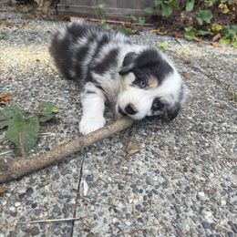 Theo - Blue merle male Australian Shepherd puppy in Yelm, Washington from Country Rose Australian Shepherds