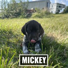 German Shorthaired Pointer Puppies from LyonHeart Kennels