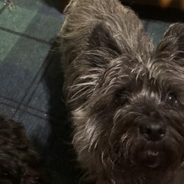 Storm - Cairn Terrier