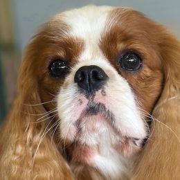 Polsky - Cavalier King Charles Spaniel
