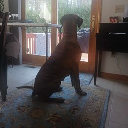 Great Dane All Grown Up from Port Bay Danes