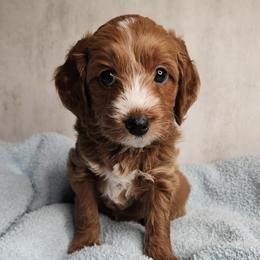 Rufus - Red  male Goldendoodle puppy in Kansas City, Kansas from Bella & Ivy’s Mini Goldendoodles of KC