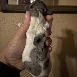 Puppy 1 - Dapple male Dachshund puppy in Riverside, California from Saddle Up Dachshunds