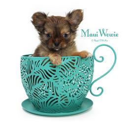 Keegan - Brown male Mi-Ki puppy in Elizabeth, Colorado from Royal T Mi-Kis