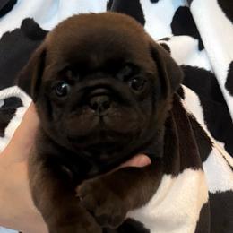 Light blue collar - Silver male Pug puppy in Deer Park, Texas from Butler Pugs and Frenchies