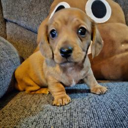 Puppy 1 - Red male Dachshund puppy in Bowling Green, Kentucky from Rich’s Beautiful Dachshunds