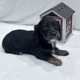 Light purple (pink) - Black and tan female Dachshund puppy in Chicago, Illinois from RGZ Doxies