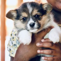 American Corgi and Pembroke Welsh Corgi Puppies from Elk Ridge Corgis