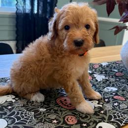 Orange collar - Apricot female Goldendoodle puppy in Ridgewood, New Jersey from Jessie’s Doodles