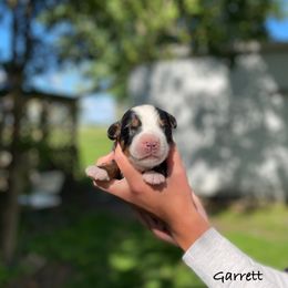 Boy 3 - Black rust and white male Bernese Mountain Dog puppy in New Haven, Indiana from Milan Berners