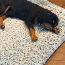Alice - Black and tan female English Toy Spaniel puppy in Pennsylvania from Enchanting Charlies
