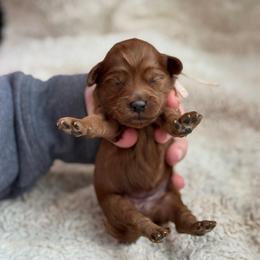 Blossom - Red  female Goldendoodle puppy in Wharton, Texas from Little Fur Friends