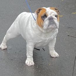 Oneida - Bulldog