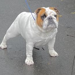 Oneida - Bulldog
