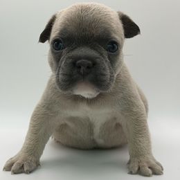 Boy 1 - Fawn and white male French Bulldog puppy in San Leandro, California from City of Frenchies