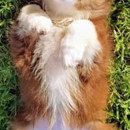Australian Shepherds from Capp’s Kennel