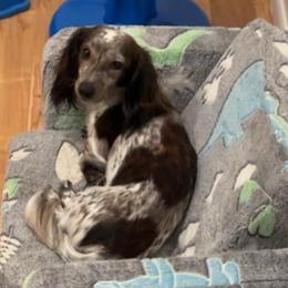 Dolly - Dachshund