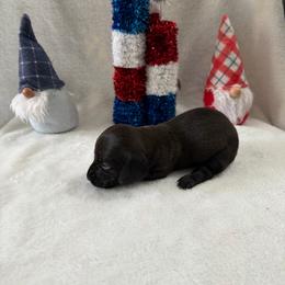 Black panther - Black male Dachshund puppy in Atwater, California from Dachshunds of cali