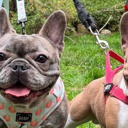 American Bullies and French Bulldogs from Nitro’s Bullies