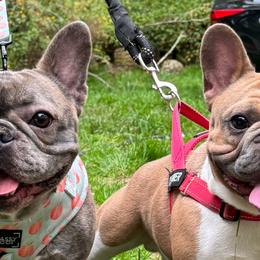 American Bullies and French Bulldogs from Nitro’s Bullies