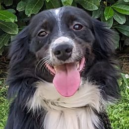 Jett (Black tri) - Black tri Miniature Australian Shepherd puppy in Canyonville , Oregon from Circle E Aussies