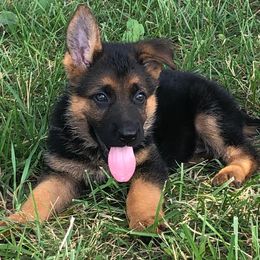 German Shepherds from Von Michaels German Shepherds