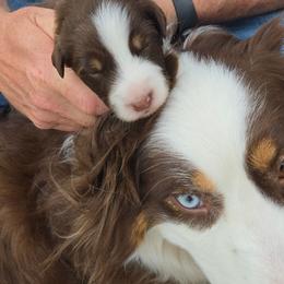 Pebbles - Australian Shepherd