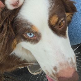 Pebbles - Australian Shepherd