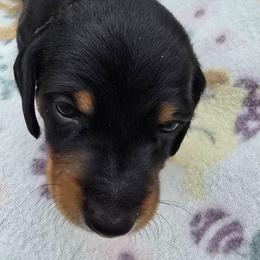 Roscoe - Black male Dachshund puppy in Oklahoma City, Oklahoma from Hamm Weenies  AKC (Dachshunds)