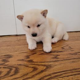 Shiba Inu Puppies from Veronika's Shiba Inus