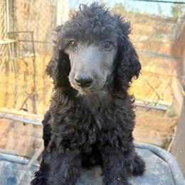 Blue (wErin) - Gray male Poodle puppy in Meadowbrook, California from Standard Poodle Pups