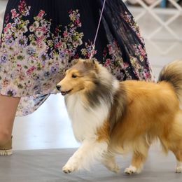 Shetland Sheepdogs from Trio Shelties