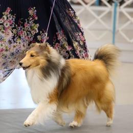 Shetland Sheepdogs from Trio Shelties
