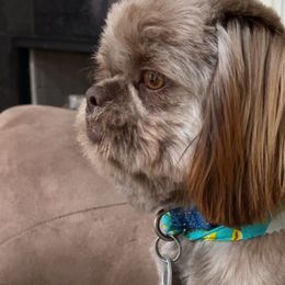 Shih Tzus from I Shih Tzu not Puppies of the Gulf Coast